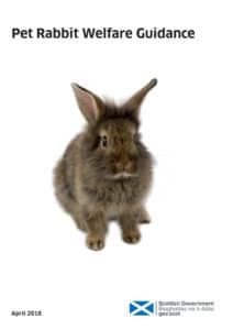 Scottish Government Pet Rabbit Welfare Guide