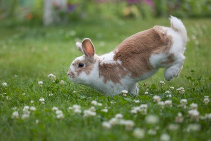 Rabbit jumping on the grass