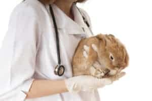 Veterinarian doctor with pet brown rabbit isolated on white background.