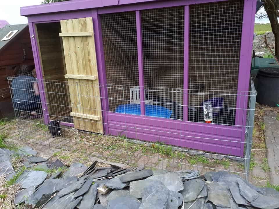 One of our foster sheds - combined 10ft x 6ft space.