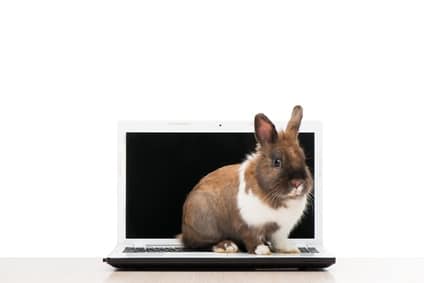 Cute brown bunny sitting on laptop, isolated on white background
