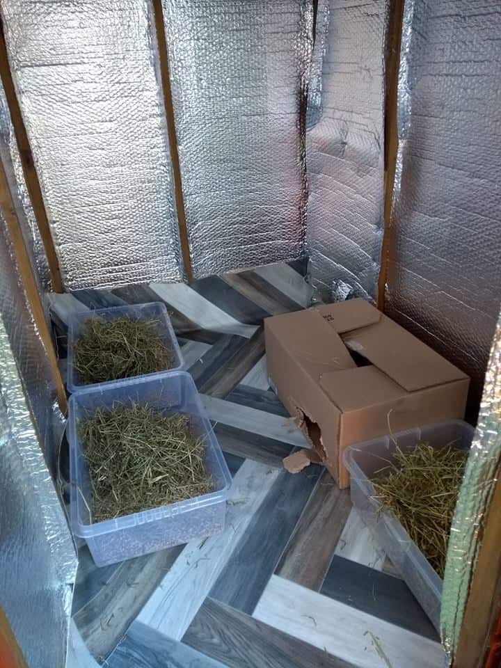Inside one of our foster sheds (the sheltered compartment)
