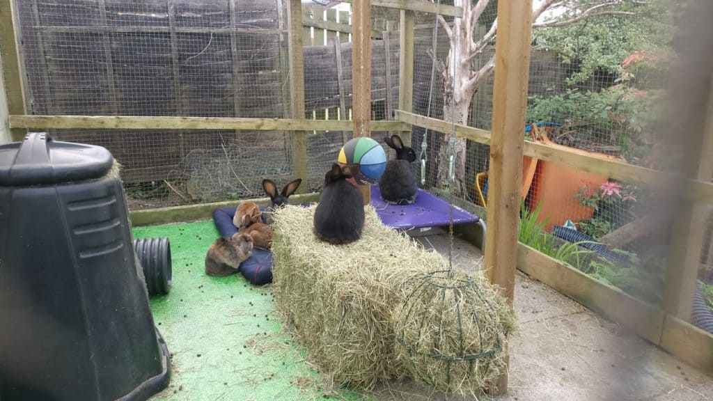 Our current resident rabbits accommodation - 12ft x 10ft exercise space connected to a 10ft x 5ft shed