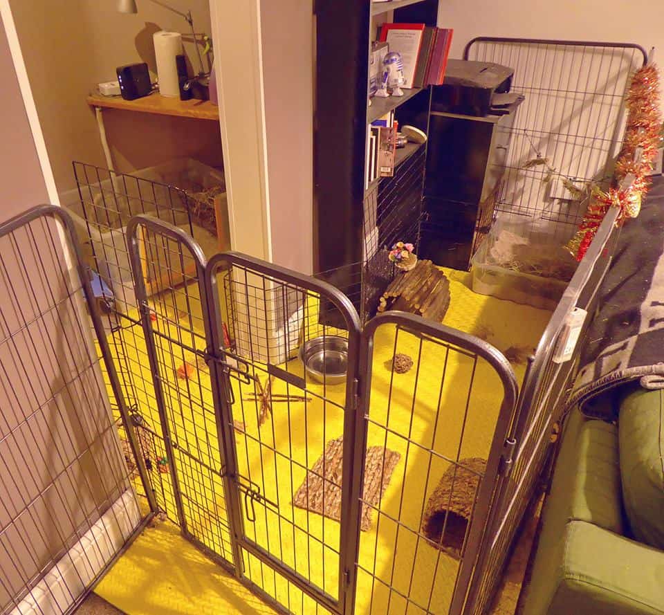 Indoor pen area - exceeds RWAF recommendations, with additional exercise time through the house.