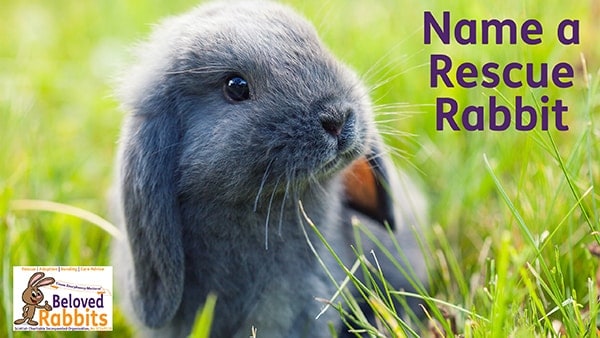 Name A Rescue Rabbit (Small)