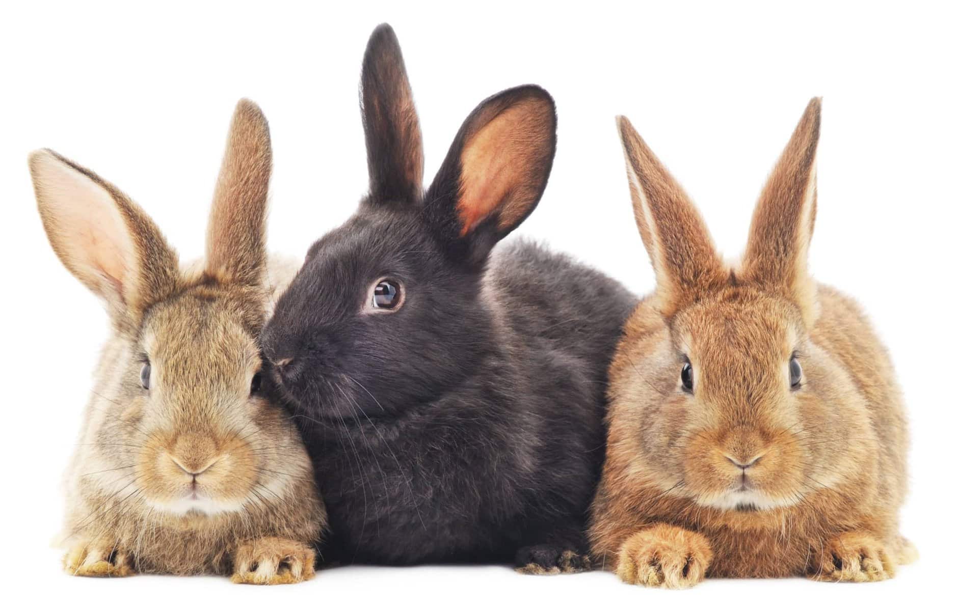 Isolated image of a three bunny rabbits.