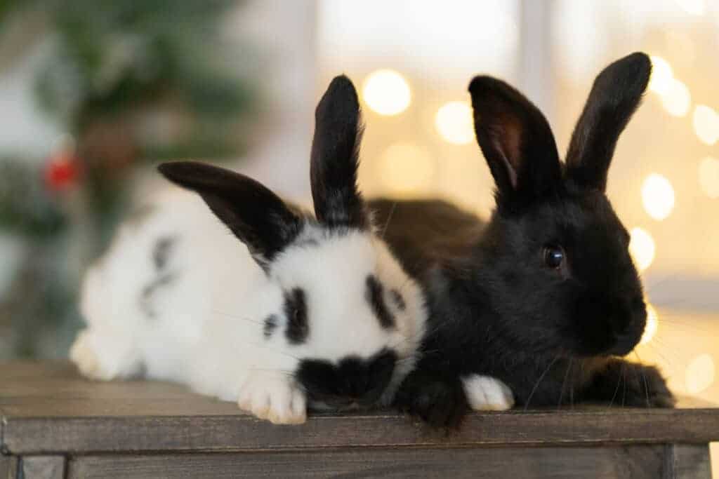 White and black rabbit on the background of a window and a Chris