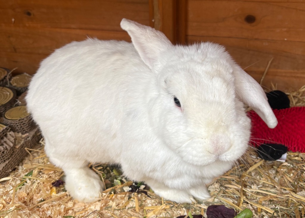 Rehoming Welfare Checks Improve Rabbit Welfare