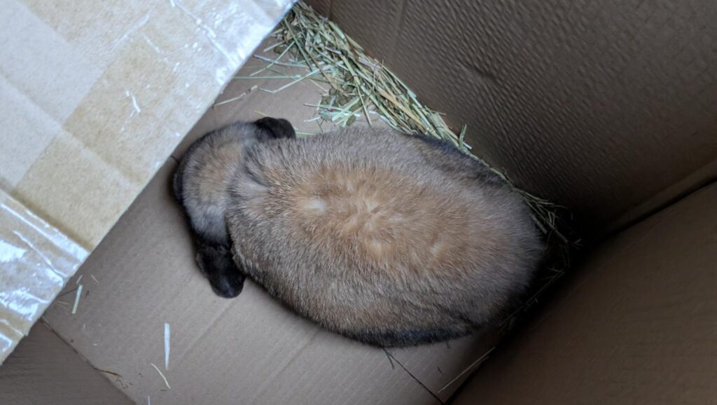 Abandoned Outside Our Door: The Reality of Illegal Abandonment