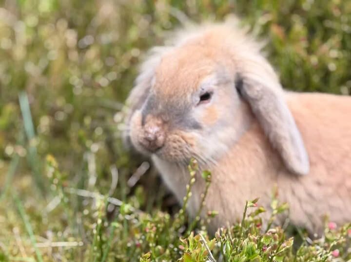 Abandoned to the Wild: Wendeline’s Story