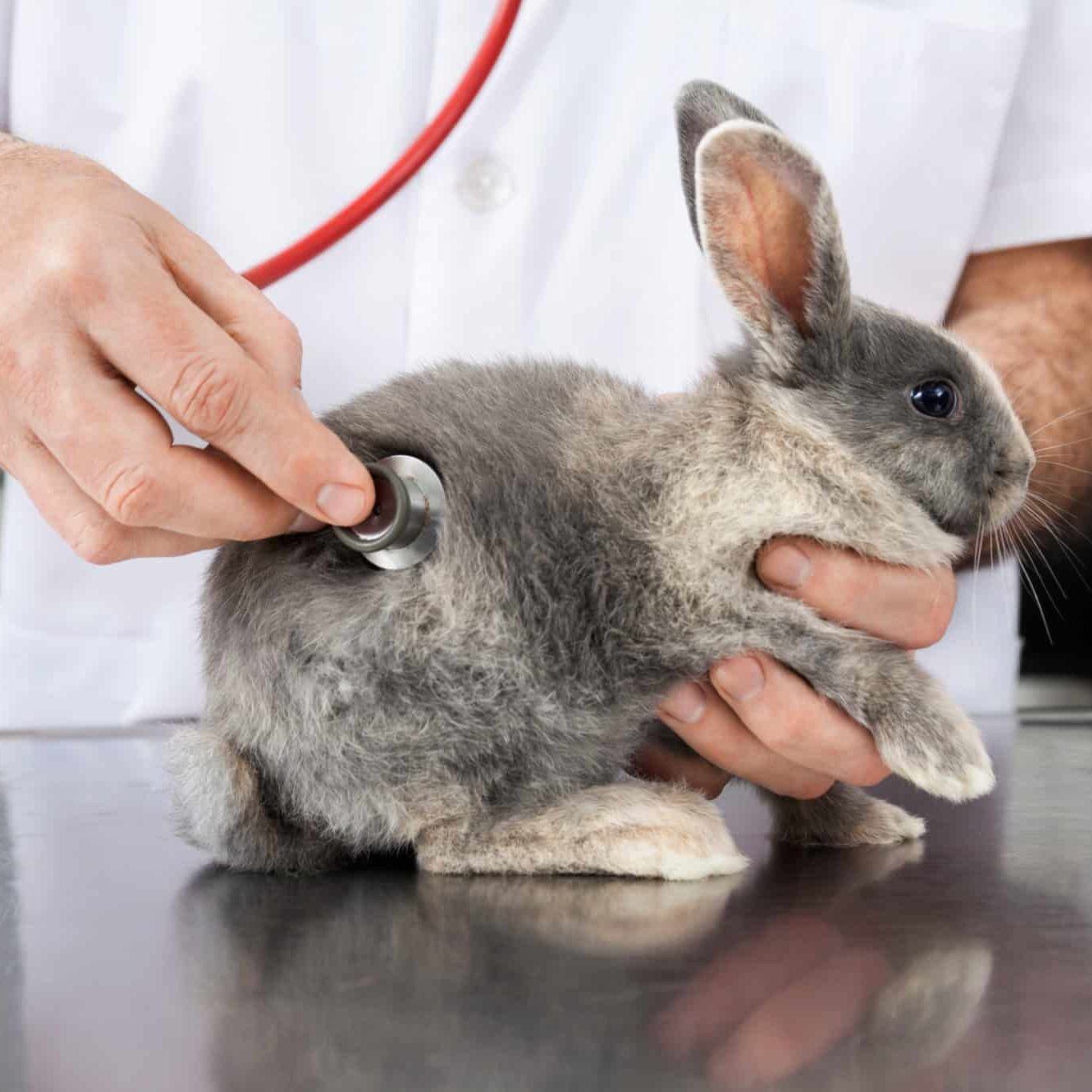 Midsection of male doctor examining rabbit with stethoscope in clinic