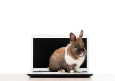 Cute brown bunny sitting on laptop, isolated on white background